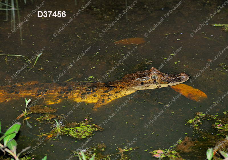 Broad-snouted Caiman (Caiman latirostris)